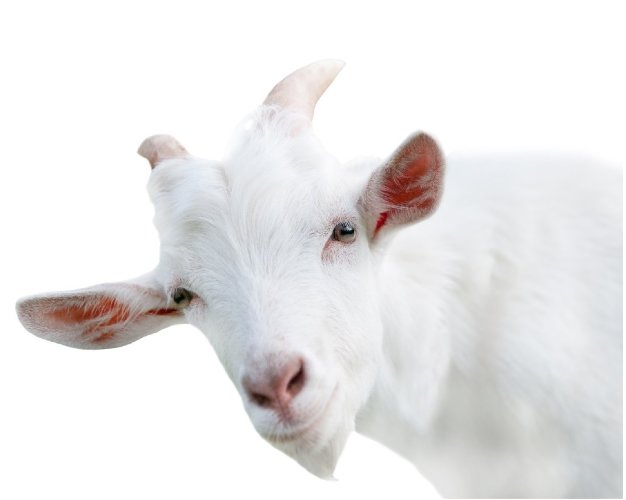 Экстракт Козьего молока водно-глицериновый